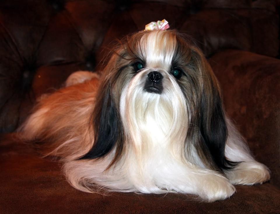 Image (Shih Tzu)