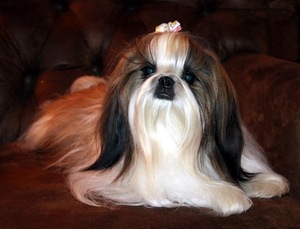 Image of breed Shih Tzu