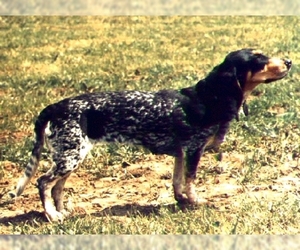 Image of Lucerne Hound breed