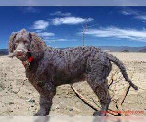 Small #3 Breed American Water Spaniel image
