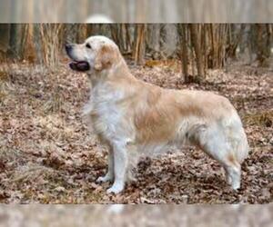 Small #3 Breed Golden Retriever image