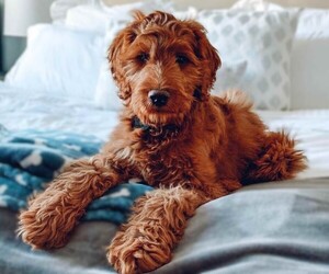 Image of Irish Doodle breed