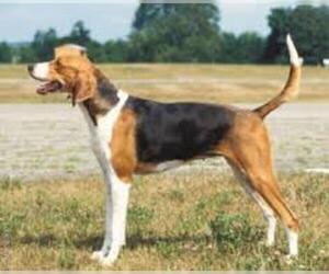 Small #1 Breed American Foxhound image