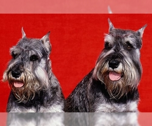 Image for artice 'Miniature Schnauzer Puppies for Sale: Price & Availability Report 2024 | InstantPuppy.com'