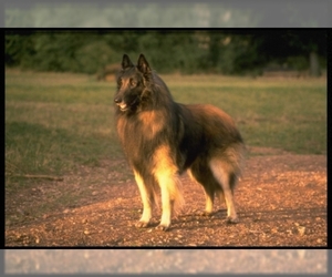 Image of Belgian Tervuren breed