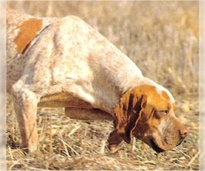 Image of Perdiguero Navarro breed