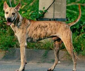 Image of Phu Quoc (Vietnam Island) Ridgeback breed
