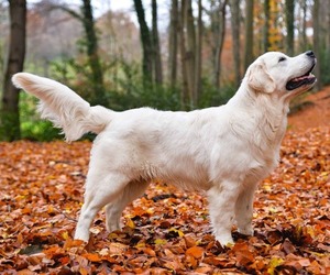 Image of English Cream Golden Retriever breed