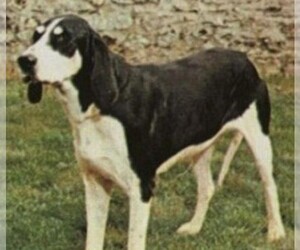 Image of Levesque breed