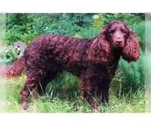 Small #4 Breed American Water Spaniel image