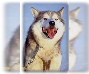 Image of Alaskan Husky breed
