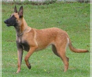 Image of German Malinois breed