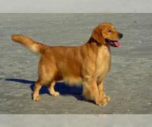 Small #5 Breed Golden Retriever image