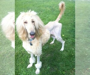 Image of Afghan Poodle breed