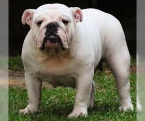 Small #2 Breed Bulldog image