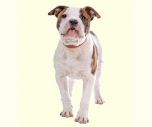 Image of Olde Bulldog breed