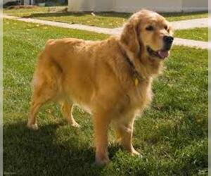 Small #1 Breed Golden Retriever image
