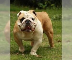 Small #1 Breed Bulldog image