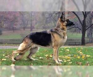 Small #7 Breed German Shepherd Dog image
