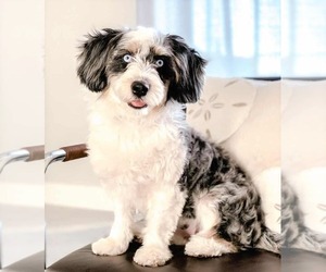 Image of Aussiedoodle Miniature  breed