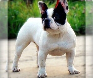 Image of American French Bull Terrier breed