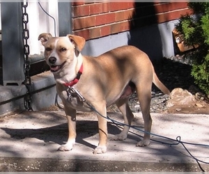 Image of Rat-Cha breed