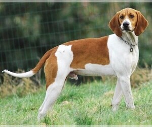 Image of Anglo-Francaises de Petite Venerie breed