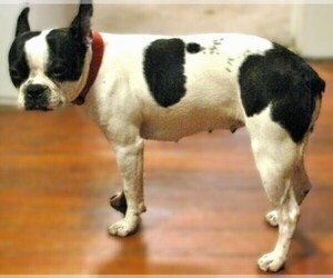 Image of Old Boston Bulldogge breed