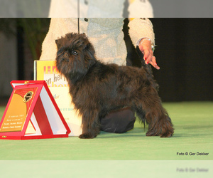 Small #4 Breed Affenpinscher image