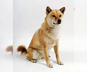 Small #1 Breed Ainu Dog image