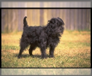 Small #1 Breed Affenpinscher image