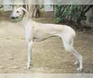 Image of Chippiparai breed