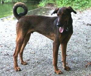 Image of Malinois Doberman breed