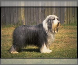 Image of Bearded Collie breed