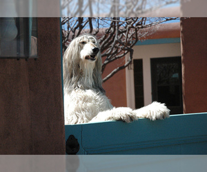 Small #10 Breed Afghan Hound image