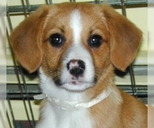 Image of Beago breed