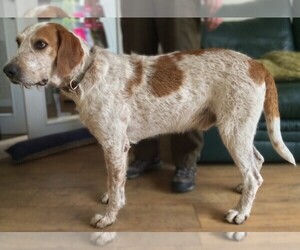 Image of Welsh Foxhound  breed