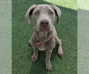 Image of Neapolitan Weimaraner breed
