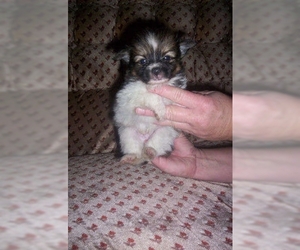 Image of Paperanian breed