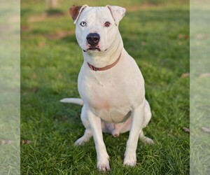 Image of American Bully-Pit breed