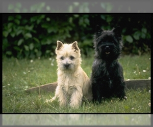 Image of Cairn Terrier breed