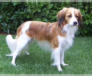 Image of Nederlandse Kooikerhondje breed