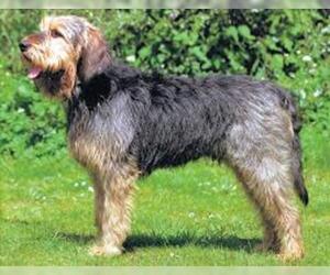 Image of Otterhound breed