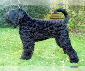 Image of Black Russian Terrier breed