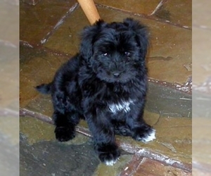 Image for artice 'Maltipoo Puppy Prices & Availability 2024 | InstantPuppy.com Insights for Buyers'