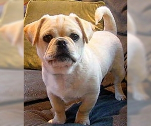 Image of American Bullnese breed