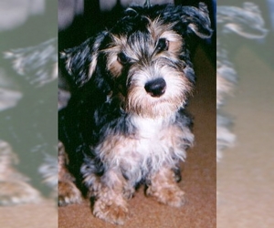 Image of Lucas Terrier breed