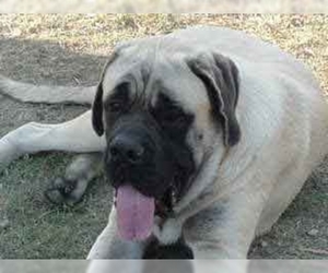 Image of Neobolish Mastiff breed