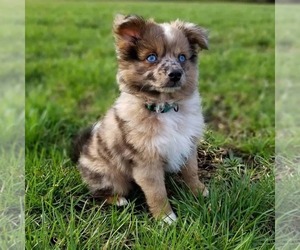 Image of Aussiepom breed