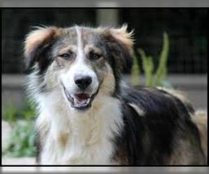 Small #3 Breed Aidi image